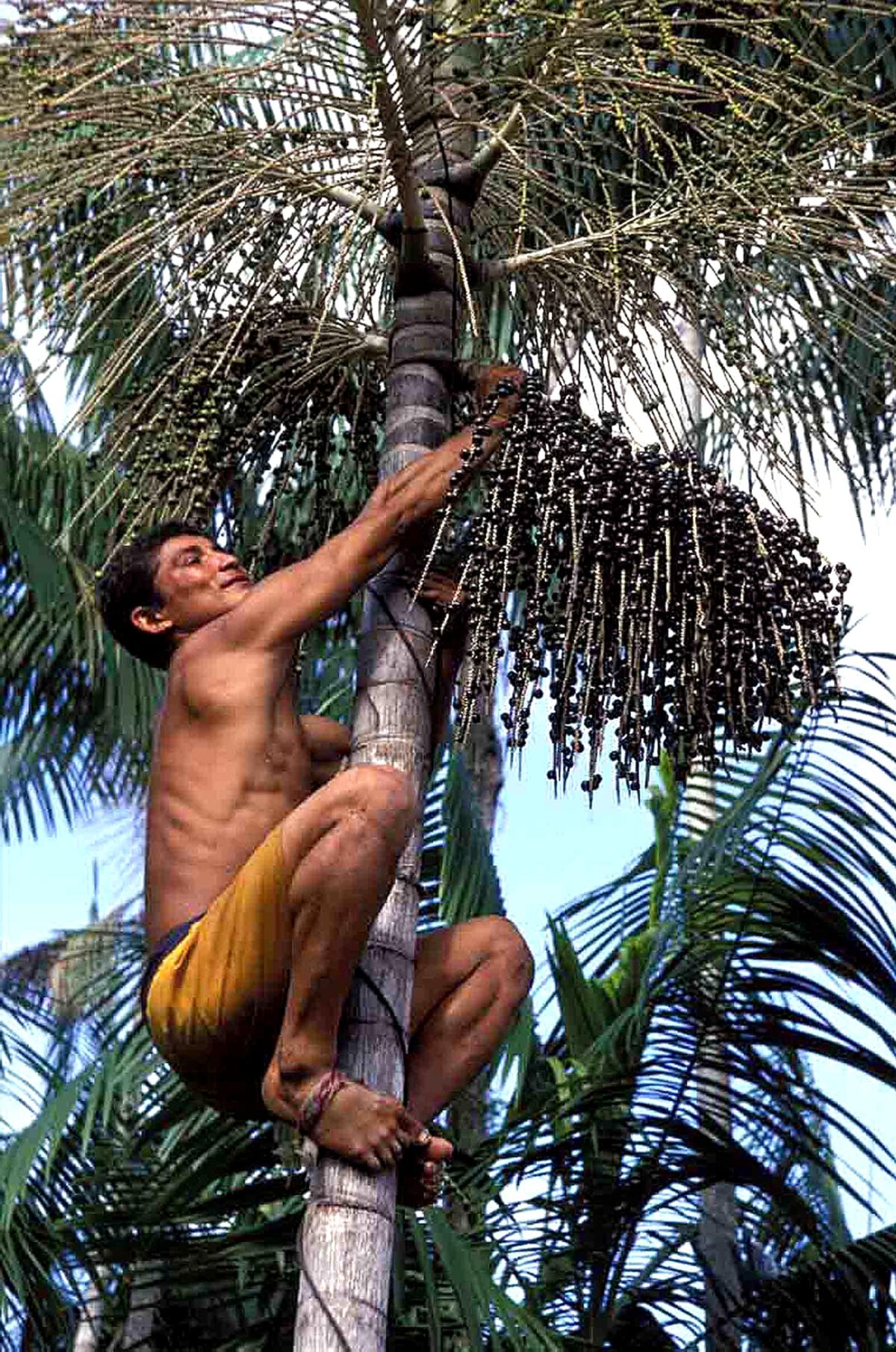 Açaí in Brazil: Benefits, regional differences and how to order it ...